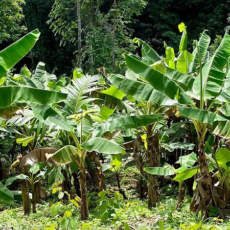 Eden Jungle Lodge Бокас-дель-Торо Экстерьер фото